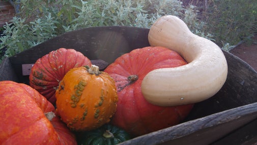 A group of pumpkins grown in the Kitchen Garden at Packwood, Warwickshire
